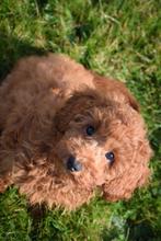 Poedel pups alle formaten, Dieren en Toebehoren, Rabiës (hondsdolheid), Meerdere, 8 tot 15 weken, Meerdere dieren