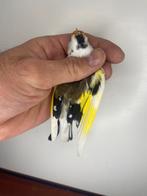 Te koop Majur Putter man, Dieren en Toebehoren, Mannelijk, Wildzangvogel