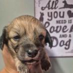 Mooie teckel reu, Dieren en Toebehoren, Honden | Teckels en Dashonden, België, Particulier, Rabiës (hondsdolheid), Reu