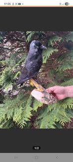 ..Workshop prepareren, Ophalen of Verzenden, Vogel