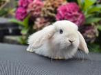 Knap voedstertje zoekt nieuw huisje ️, Dieren en Toebehoren, Konijnen, Vrouwelijk, Dwerg, Hangoor, 0 tot 2 jaar