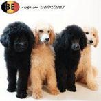 Koningspoedel (Zwart en Abrikoos) pups te koop (Belgisch), Dieren en Toebehoren, Honden | Chihuahua's en Gezelschapshonden, Poedel