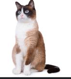 Ragdoll kat & poes ter herplaatsing, Meerdere dieren, Ontwormd, 3 tot 5 jaar