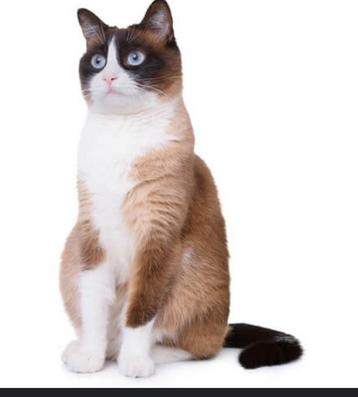 Ragdoll kat & poes ter herplaatsing beschikbaar voor biedingen