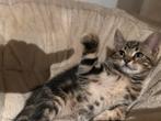 Maine coon X., Dieren en Toebehoren, Katten en Kittens | Overige Katten, Meerdere dieren