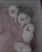 100 % raszuivere kittens ragdoll, Dieren en Toebehoren, Katten en Kittens | Raskatten | Langhaar, Meerdere dieren