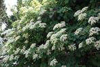 Aanbieding  mooie klimhortensia Hydrangea petiolaris, Tuin en Terras, Planten | Tuinplanten, Halfschaduw, Zomer, Vaste plant, Ophalen of Verzenden