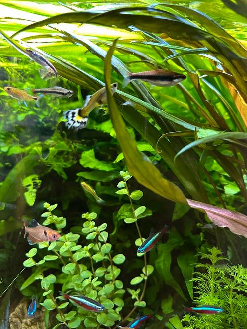 Guppen, volwassen en jong, Dieren en Toebehoren, Vissen | Aquariumvissen, Zoetwatervis, Vis