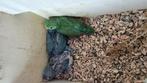 7 Forpussen , nog in het blok, Dieren en Toebehoren, Vogels | Parkieten en Papegaaien, Meerdere dieren, Papegaai