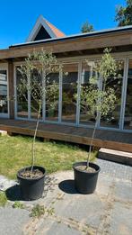 1x olijfboom in pot, slechts € 20,-, Tuin en Terras, Planten | Bomen, 100 tot 250 cm, Olijfboom, Zomer, Ophalen