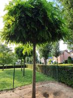 3 x  bolacacia bomen, Tuin en Terras, Planten | Bomen, Halfschaduw, Bloeit niet, Bolboom, Ophalen