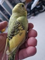 parkiet jong baby s grasparkieten vogelkooi volière, Meerdere dieren, Parkiet, Geringd