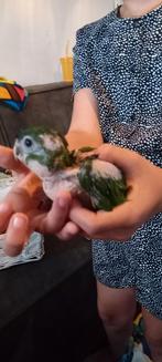 Ara nobillis baby.s, Dieren en Toebehoren, Vogels | Parkieten en Papegaaien, Geslacht onbekend, Papegaai, Geringd