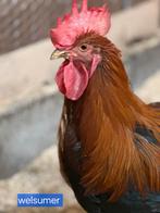 Welsumer haan, Dieren en Toebehoren, Mannelijk, Kip