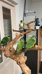Caique Zwartkop Süper tamme, Geslacht onbekend, Geringd