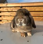 Nederlandse hangoor dwerg voedster, Dieren en Toebehoren, Vrouwelijk, Dwerg, Hangoor