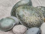 Coloured Eggs of British Birds" van Henry Seebohm, Ophalen of Verzenden