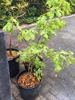 Geboorte kado : Eik plant , wordt een reus . enkele stuks 1-, Vaste plant, Halfschaduw, Zomer, Ophalen