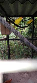 Kakariki geel, Dieren en Toebehoren, Vogels | Parkieten en Papegaaien, Mannelijk, Parkiet, Geringd