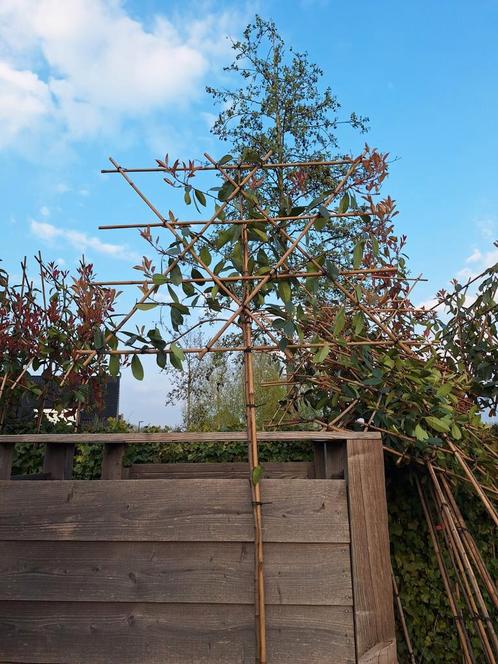 Bladhoudende leibomen, Photinia Red Robin (Glansmispel), Tuin en Terras, Planten | Bomen, Leiboom, In pot, Ophalen