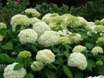 Hydrangea arborescens Annabel, witte hortensia, Ophalen of Verzenden, Hortensia, Struik, Minder dan 100 cm