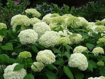 Hydrangea arborescens Annabel, witte hortensia beschikbaar voor biedingen