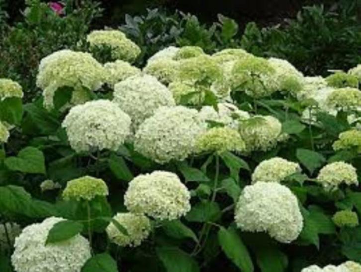Hydrangea arborescens Annabel, witte hortensia, Tuin en Terras, Planten | Struiken en Hagen, Struik, Hortensia, Minder dan 100 cm