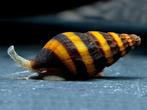 Helena aquarium Slakken (Assassin snail), Dieren en Toebehoren, Vissen | Aquariumvissen, Slak of Weekdier, Zoetwatervis