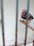 Koppel Zebravinken, Dieren en Toebehoren, Vogels | Overige Vogels, Meerdere dieren, Tropenvogel