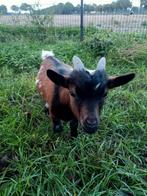 Dwerg geit bok, Dieren en Toebehoren, Schapen, Geiten en Varkens, Mannelijk, Geit