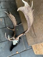 Damhert geweien, Verzamelen, Ophalen of Verzenden, Gebruikt, Gewei of Kop