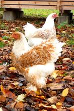 Brahma broedeieren goud wit, Dieren en Toebehoren, Verzenden, Nieuw