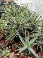Aloë vera planten 4,50 per plant., Huis en Inrichting, Kamerplanten, Ophalen of Verzenden, Halfschaduw, Minder dan 100 cm