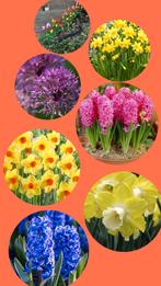 Bloembollen pakket €25,-, Ophalen of Verzenden, Volle zon