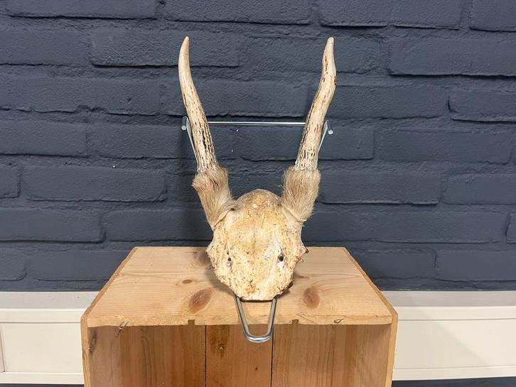 Herten geweitje met schedel - decoratie, Huis en Inrichting, Woonaccessoires | Wanddecoraties, Gebruikt, Ophalen of Verzenden