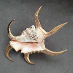 Grote zeeschelp - Lambis Chiragra 22x17cm, Ophalen of Verzenden, Fossiel