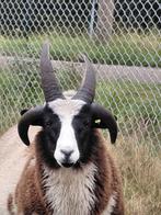 Jacobschaap ramlammeren voor de fokkerij, Dieren en Toebehoren, Schapen, Geiten en Varkens, Vrouwelijk, Schaap