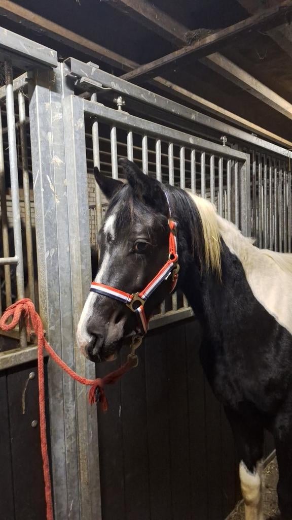 Spring gefokte hengst te koop!!, Dieren en Toebehoren, Hengst, Springpaard, Met stamboom, 0 tot 2 jaar