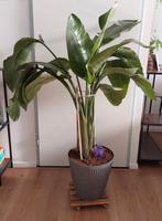 Strelizia, Ophalen, In pot, Volle zon, 100 tot 150 cm