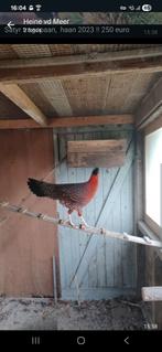 Een Satyr tragopaan haan. Geringd. 2023, Mannelijk, Overige soorten