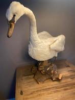 Opgezette zwaan in statige natuurlijke pose, Ophalen, Gebruikt, Vogel, Opgezet dier