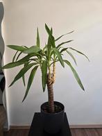 Yucca plant, 5 jaar oud, Ophalen, Halfschaduw, In pot, Minder dan 100 cm