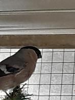 Ruilen Noorse goudvink pop 2025, Vrouwelijk, Wildzangvogel, Geringd