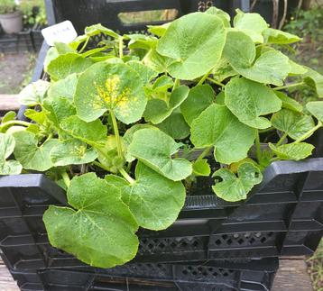 Tuin = Groente = Pompoen - Cucurbita                         beschikbaar voor biedingen