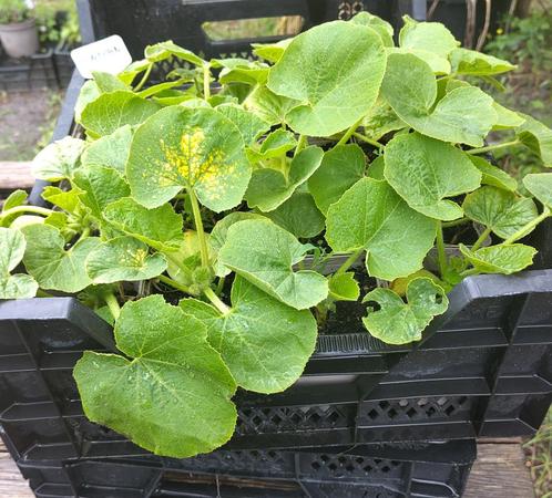 Tuin = Groente = Pompoen - Cucurbita, Tuin en Terras, Planten | Tuinplanten, Eenjarig, Groenteplanten, Volle zon, Ophalen