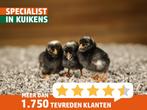 Noord-Hollandse Blauwe kuikens | Gesekst | Groot ras, Vrouwelijk, Kip