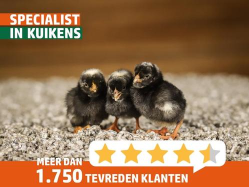 Noord-Hollandse Blauwe kuikens | Gesekst | Groot ras, Dieren en Toebehoren, Pluimvee, Kip, Vrouwelijk