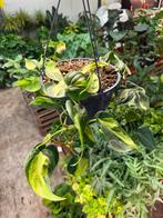 Philodendron Brasil Hangplant - Makkelijk!, Huis en Inrichting, Ophalen of Verzenden