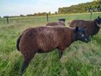 Blauwe Texelaar dekram., Dieren en Toebehoren, Schapen, Geiten en Varkens, Mannelijk, Schaap