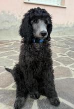 Twee koningspoedel puppy's met stamboom, Dieren en Toebehoren, Honden | Chihuahua's en Gezelschapshonden, Poedel, Particulier